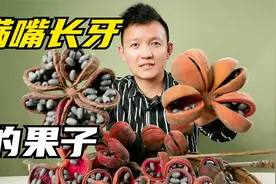 【水果猎人】满嘴长牙！国内少见的香苹婆果该怎么吃？视频封面