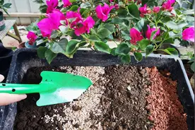 栽种三角梅，盆土用这4种料混合，疏松透气又肥沃，养好更容易