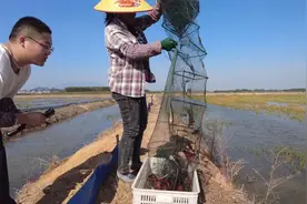广西反季节小龙虾已经上市，贵港小龙虾基地捉龙虾，40一斤贵不贵视频封面