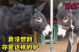 好色毛驴疯狂追求母驴，被拒绝后失声痛哭，还用舌头开锁越狱泡妞