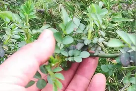 什么是蔷薇？满山片野都是，用其砧木嫁接即成美丽的树月季