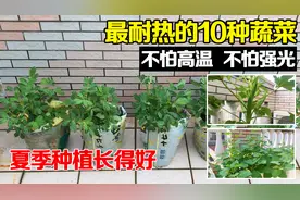 最耐热的10种蔬菜，不怕强光、不怕高温，夏天播种也能长得好！