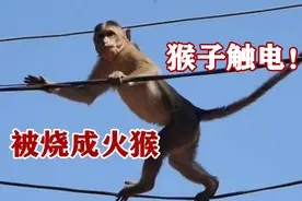 动物触电合集：作死猴子爬上高压线，瞬间被烧成“火猴”，太惨了视频封面