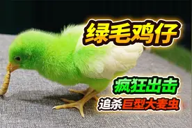 彩色小鸡兽性大发，小小年纪就勇吃大麦虫，最后争食竟然打起来了视频封面