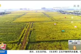 山东第三次国土调查结果：现有耕地9692.8万亩，减少了超1000万亩视频封面