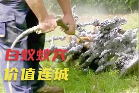 澳大利亚农场主把铝浇筑到白蚁蚁穴里面，出现了价值连城的艺术品