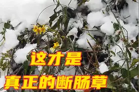 断肠草剧毒无比，知道的人很多，认识的没几个，今天让你开开眼界视频封面