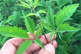 不要小瞧了“黄荆叶”，用于脚气脚臭脚癣，效果奇佳哦！