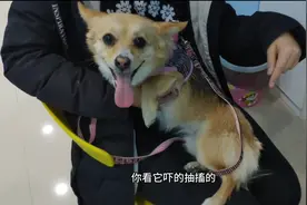 女子带狗狗打针，狗狗刚看到医生就吓得瑟瑟发抖，撒娇卖萌求放过