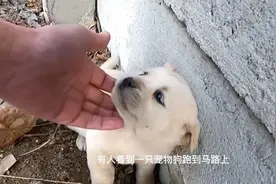 因为主人的不负责任，小狗在遭遇车祸后就被遗弃了视频封面