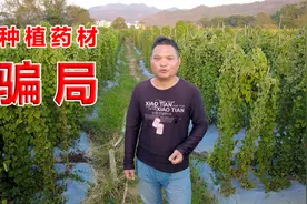 分析过去的种植药材骗局，鲜货20多一斤的粉防己，还会是骗局吗？