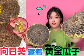 向日葵里藏着“金瓜子”？徒手一颗颗剥出来，里面竟然全是倒刺！