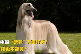 中国“禁养”阿富汗犬，即使是有钱人也不能养？到底是为什么？视频封面