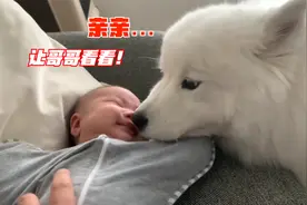 女主人生了宝宝，告诉狗狗它当哥哥了，狗子的态度就变了视频封面