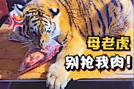 1岁的小老虎撞坏家门！饲养员掀着门帘斥责它，老虎的反应太逗了视频封面