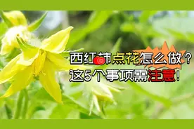 西红柿结果好，点花有技巧，5个小妙招值得一看！视频封面