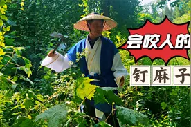 会咬人的草，像大毒马蜂蜇一样恐怖，野外见到它千万要绕着走！视频封面