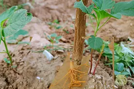 农村地里用来烧锅的棉花根，对人还有这些好处，了解一下吧视频封面