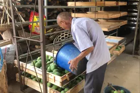 实拍化橘红制作全过程，原来橘红是这样做出来的，今天总算开眼了视频封面
