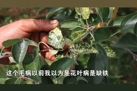 打药不好使，施肥没效果，花叶病该怎么解决？视频封面
