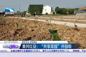 【美好生活 共同缔造】黄冈红安：“共享菜园”开园啦视频封面
