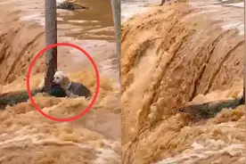 暴雨过后，狗狗洪水中躲树后艰难求生，无助的样子让人心疼视频封面