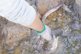 小章赶海发现会咬人的海鳗，徒手就去抓。真是胆子大！还做了好事视频封面