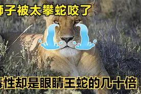 狮子被太攀蛇咬了，毒性却是眼镜王蛇的几十倍，它还能活下来吗？视频封面