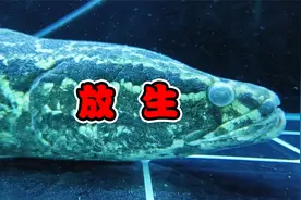 大黑鱼生病了！果断放生，用大自然的力量拯救它！视频封面