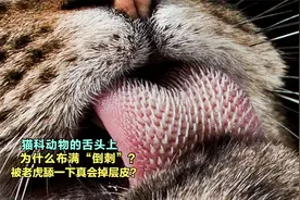 猫科动物的舌头上，为什么布满倒刺，被老虎舔一下真会掉层皮吗？视频封面