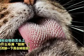 猫科动物的舌头上，为什么布满倒刺，被老虎舔一下真会掉层皮吗？视频封面