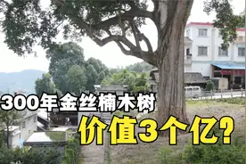 贵州大山发现金丝楠木王，树龄1300年，村民说给3亿都不卖视频封面