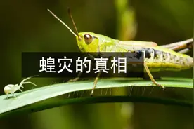 蝗灾是怎样形成的？蔓延世界的蝗虫群到底有多可怕？视频封面