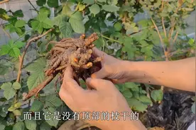 芍药要在秋天种，掌握“技巧”长根快，所以别“盲目”