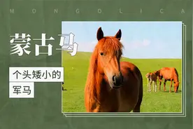 蒙古马——个头矮小的军马视频封面