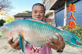 680买条8斤青衣，清蒸入口即化，比东星斑还好吃，不愧为美人鱼视频封面