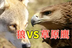狼怕鹰吗？草原鹰VS狼，到底谁厉害？视频封面