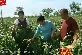 小米倒伏后如何补救