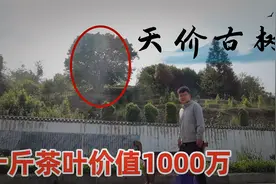 云南天价古树十公斤叶子1000万，一片叶子价值多少？飞无人机害怕视频封面
