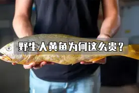 野生大黄鱼为什么这么贵？与人工养殖的又有何区别呢？视频封面