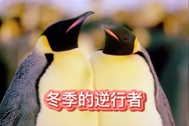 逆行的企鹅爸爸在极寒之地南极，整个冬季不吃不喝，孵化养育孩子视频封面