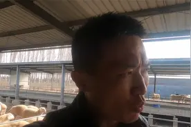 新手如何选择品种，杜泊羊有哪些优势，赚钱是关键杜泊羊价格多少视频封面