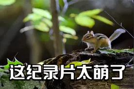 世界上最好的纪录片之一：至今我都有些不敢相信，这是真实拍摄！视频封面