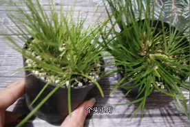 菖蒲叶片发黄，直接“挪个位”，叶片青翠不焦边，还有淡淡香气视频封面