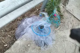 玩飞盘网的小技巧，看到闸口你就掏，网网不空视频封面