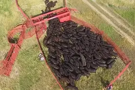 美国安格斯牛牧场，难怪牛肉便宜视频封面
