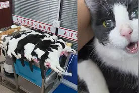 流浪猫被绝育后躺成一排，舌头耷拉在外眼含泪水，模样心酸又好笑视频封面