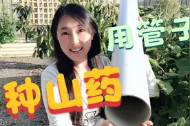 用管子种山药，原来山药还能这样种，春天种秋天就能吃到大山药了视频封面