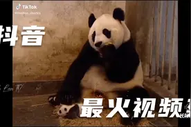 各种好玩视频，火爆全球，国内外抖音tiktok最火视频集锦（2）视频封面