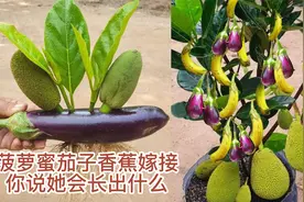 菠萝蜜跟茄子香蕉嫁接，你说她会长出什么？视频封面